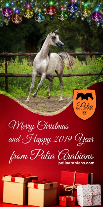 Merry Christmas from Polia Arabians!